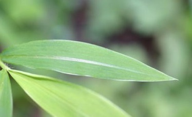 Japanese Stiltgrass Leaf Closeup