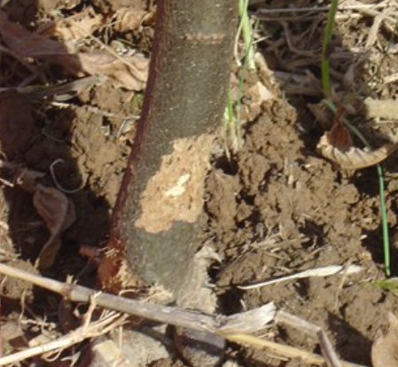 Vole Bark Damage