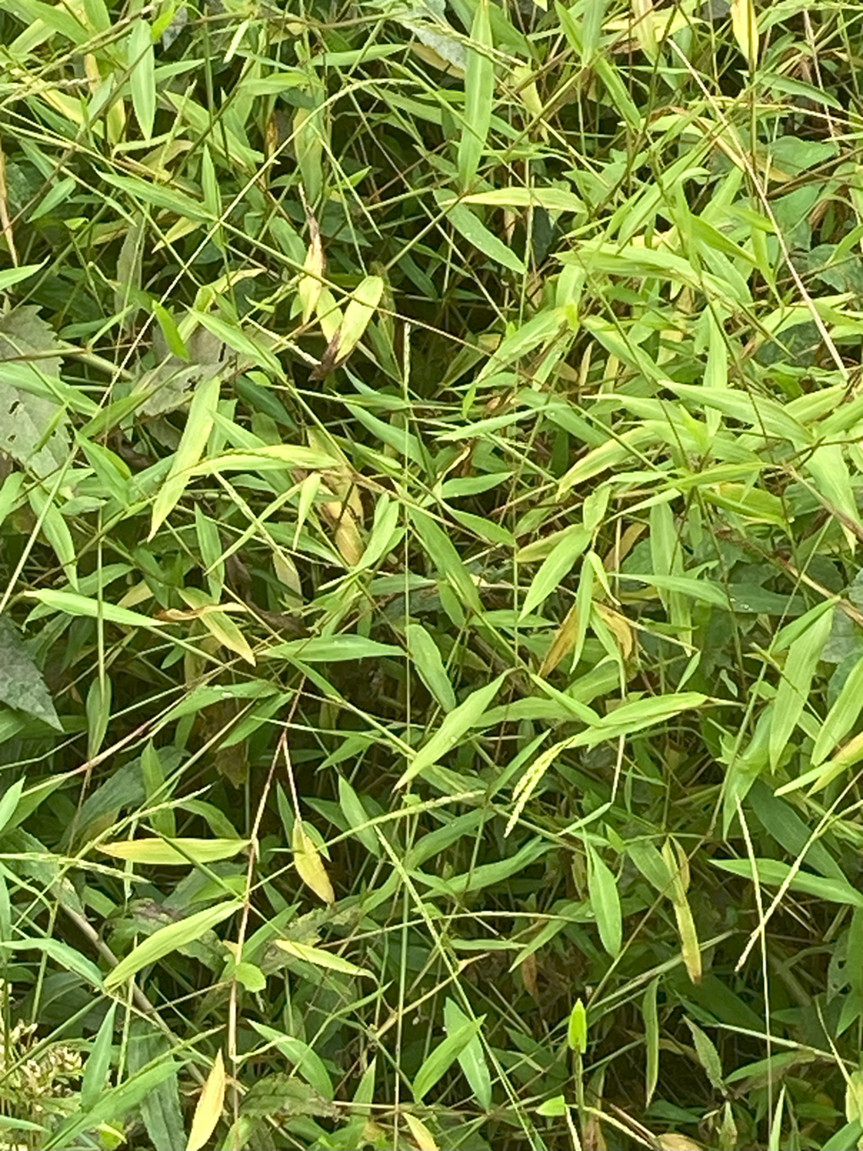 Japanese Stiltgrass Plants